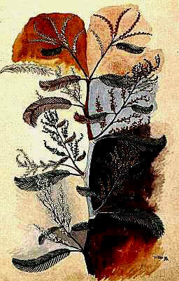 Hans Eduard von Berlepsch-Valendas (1849 - 1921), Aquarellierte Federzeichnungen Pflanzenstudien 1898