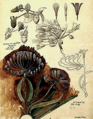 Hans Eduard von Berlepsch-Valendas (1849 - 1921), Aquarellierte Federzeichnungen    Pflanzenstudien 1898