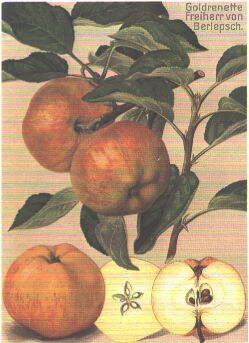 Freiherr v.Berlepsch - Goldreinette