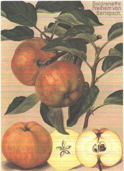 Freiherr v.Berlepsch - Goldreinette