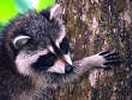 Waschbär (racoon), ein guter Kletterer.
