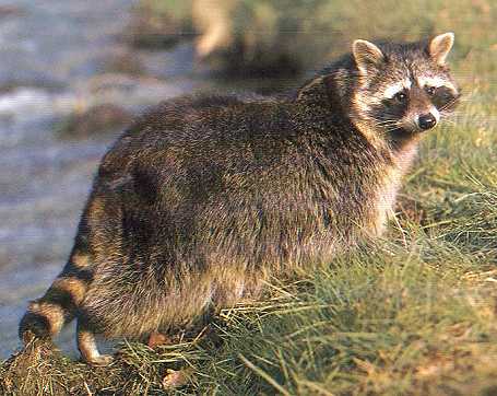 Waschbär (racoon)