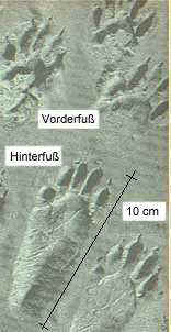 Waschbär Trittsiegel.